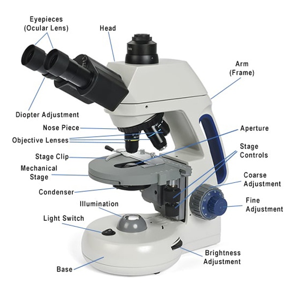 compound-microscope-labeled